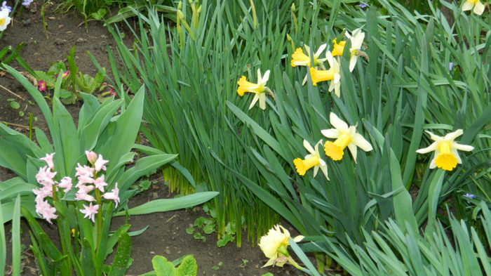 DSCN1895 - APRILIE 2012