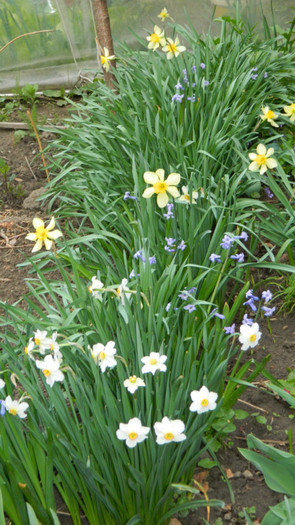 DSCN1896 - APRILIE 2012