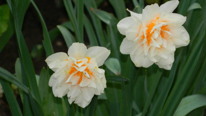DSCN1903 - APRILIE 2012