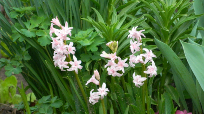 DSCN1904 - APRILIE 2012