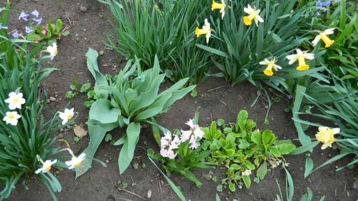 DSCN1931 - APRILIE 2012