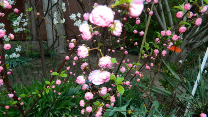 DSCN1949 - APRILIE 2012