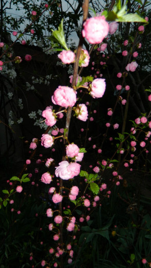 DSCN1950 - APRILIE 2012