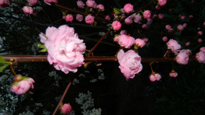 DSCN1957 - APRILIE 2012