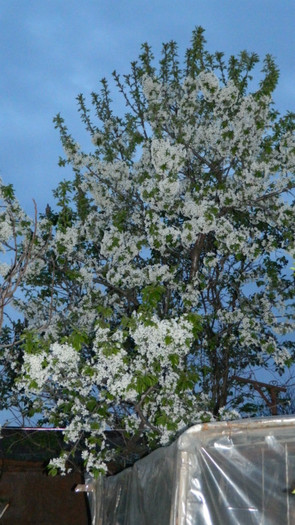 DSCN2031 - APRILIE 2012