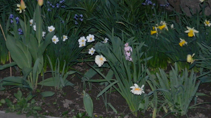 DSCN2034 - APRILIE 2012