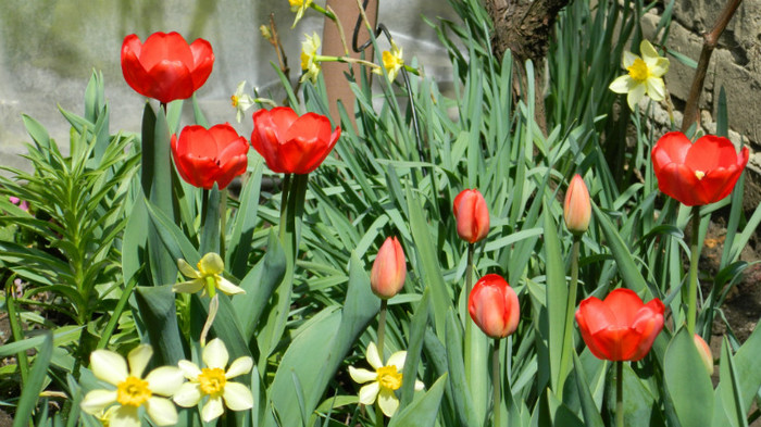 DSCN1755 - APRILIE 2012
