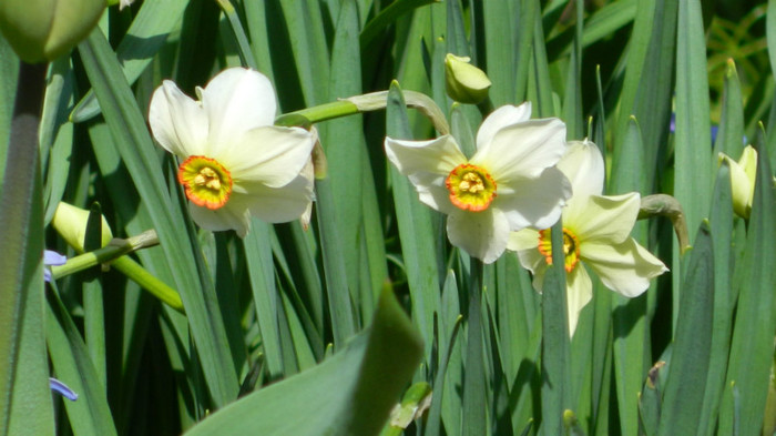 DSCN1757 - APRILIE 2012