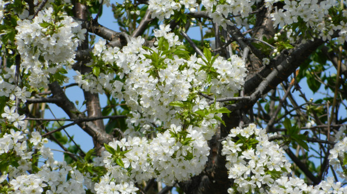 DSCN1765 - APRILIE 2012