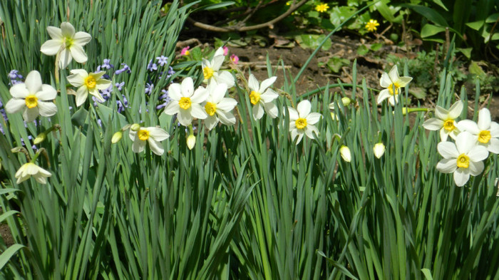 DSCN1767 - APRILIE 2012
