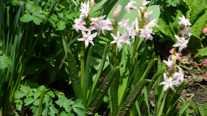 DSCN1772 - APRILIE 2012