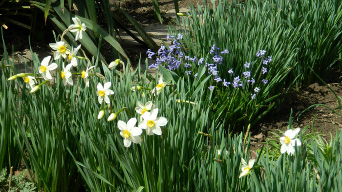DSCN1784 - APRILIE 2012