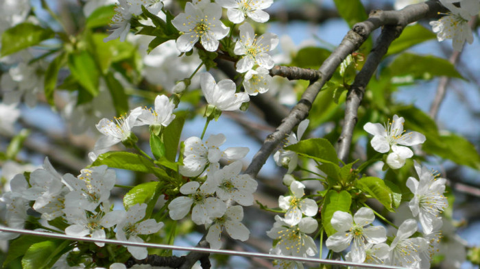 DSCN1785 - APRILIE 2012