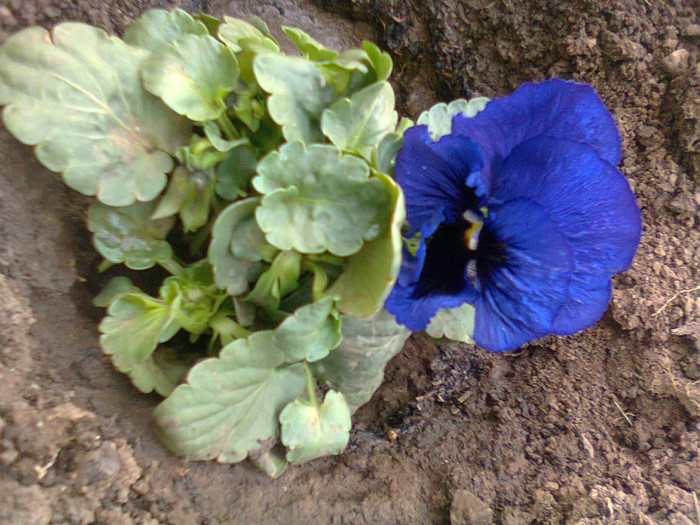 PANSELUTE PUSE DE MINE MARTIE 2012--IN FATA BLOCULUI