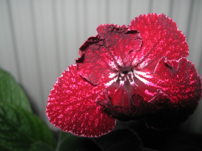  - streptocarpus DS Ognivo- Dimetris