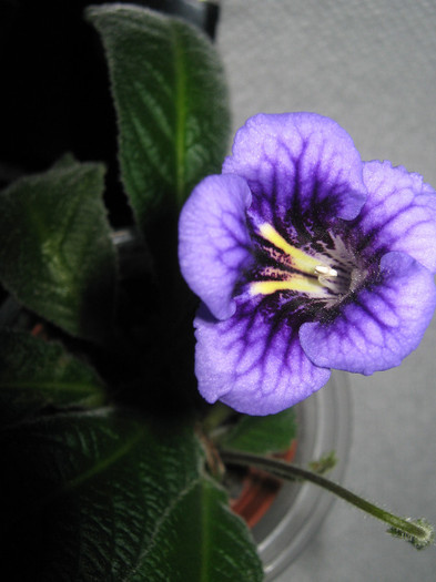  - streptocarpus Bristols Smelly Cat