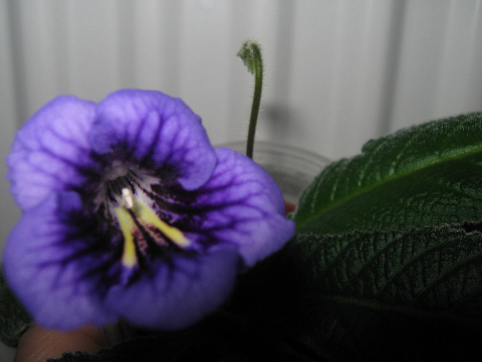  - streptocarpus Bristols Smelly Cat