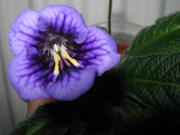  - streptocarpus Bristols Smelly Cat