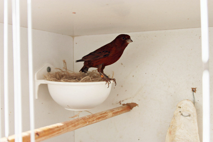 236; Mascul kobalt intensiv
