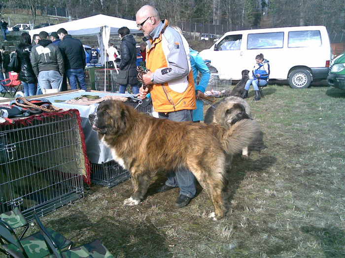 31032012(004) - Expozitie canina medias 2012-31-martie