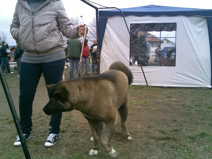 31032012(014) - Expozitie canina medias 2012-31-martie