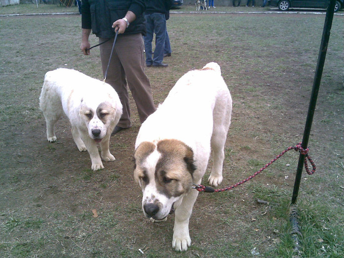 31032012(018) - Expozitie canina medias 2012-31-martie