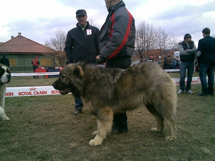 c.caucazian - Expozitie canina medias 2012-31-martie