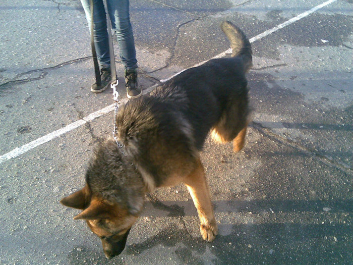 ada ciobanesc germanRIP - Expozitie canina medias 2012-31-martie