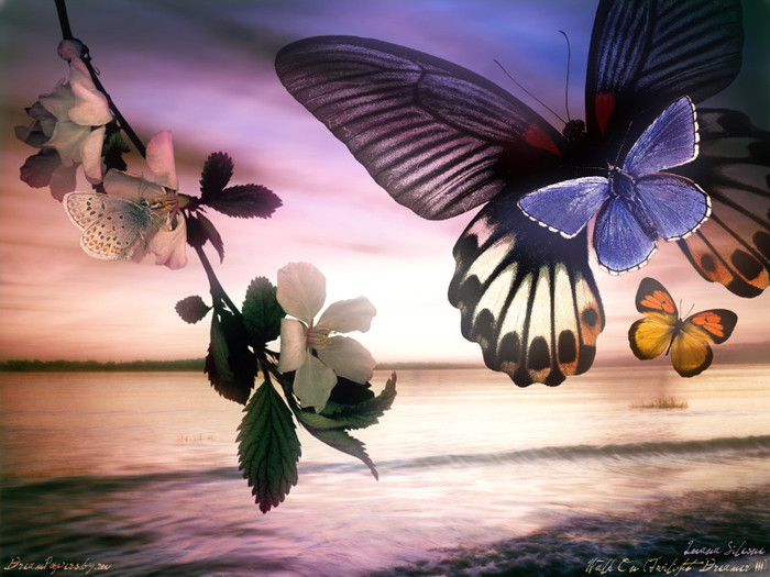 Butterflies_ (14) - POZE DEKSTOP