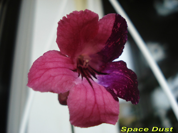 Space Dust (7-04-2012) - Streptocarpusi 2012