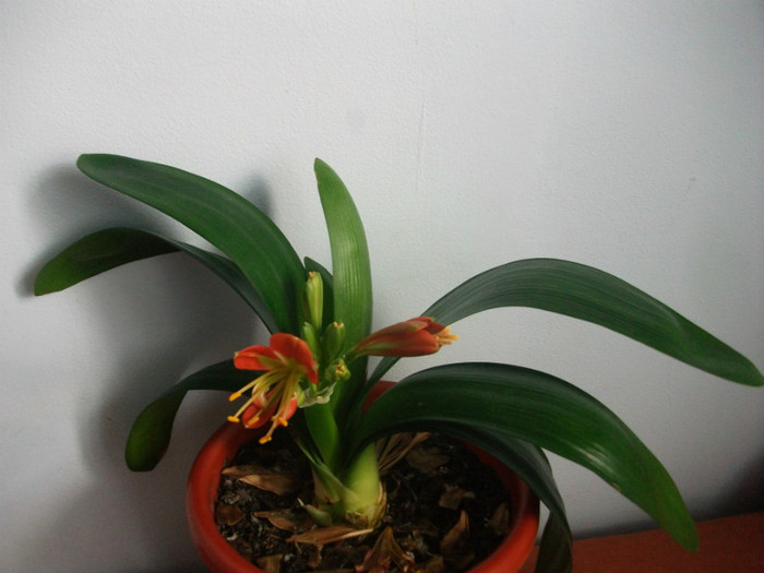 poze 2770 - clivia aprilie