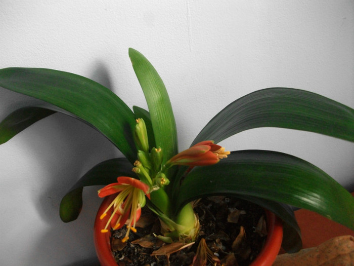 7.04.2012 - clivia aprilie