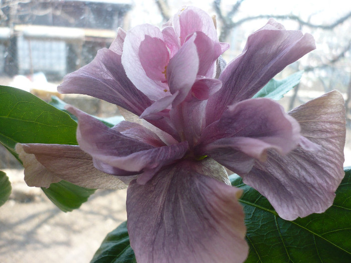 07.04.2012 - HIBISCUSI 2012-1