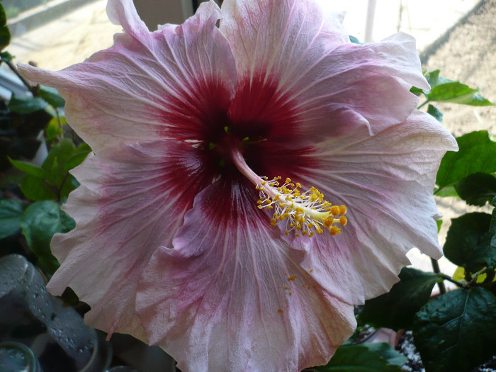 P1120400 - HIBISCUSI 2012-1