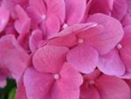 flori rozz - poze flori