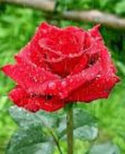trandafir rosu de matase - poze flori