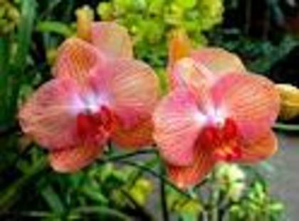 orhidee portocali - poze flori