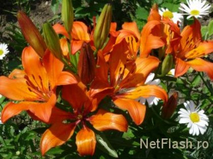 crini portocali - poze flori