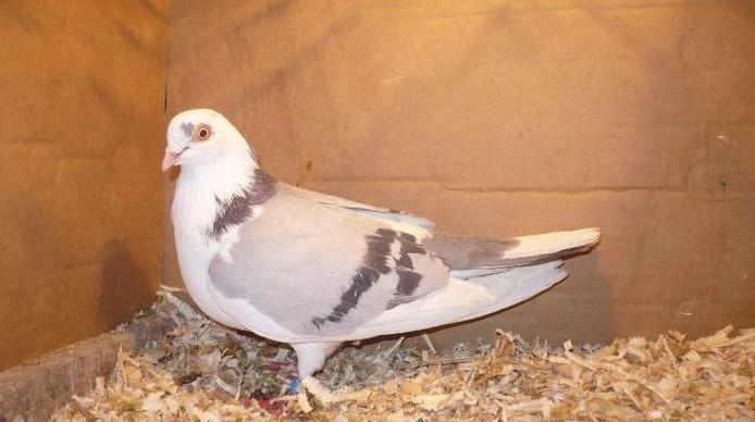 Data in Turda la Adi B - D- Porumbei JUCATORI DE GALATI VANDUTI Album 1