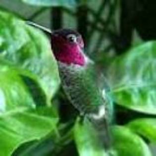 colibri - poze pasari colibri