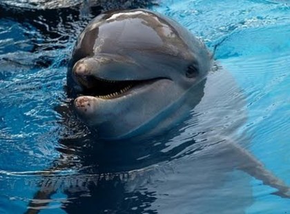delfin5 - poze delfini