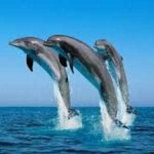 delfin - poze delfini