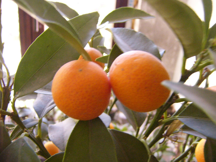 Fructe Fortunela - citrice si alti arbori