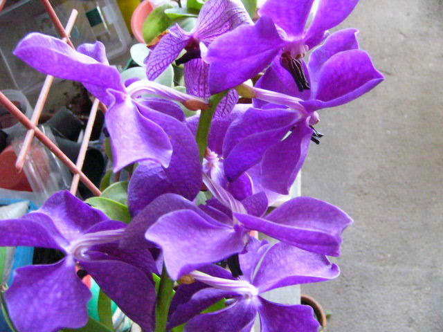Vanda - orchidee