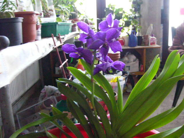 Vanda