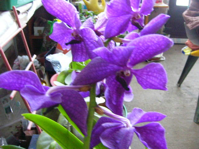 Vanda