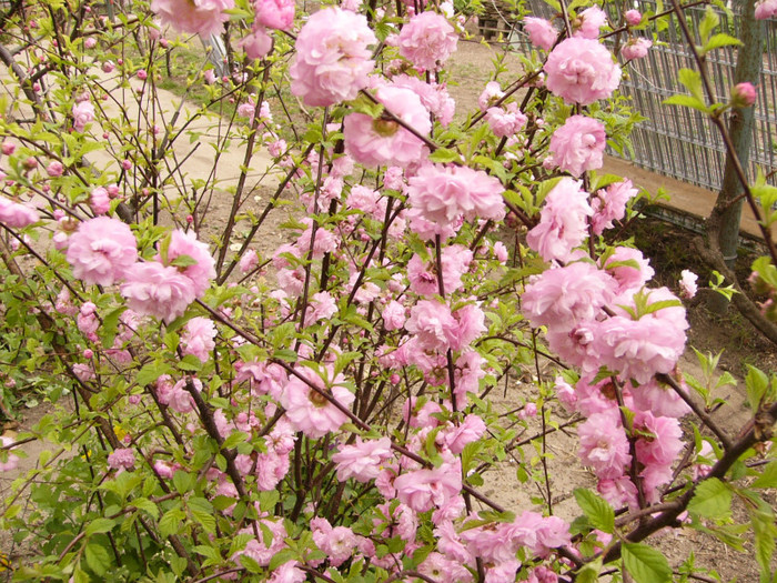 Prunus triloba - Plante de gradina