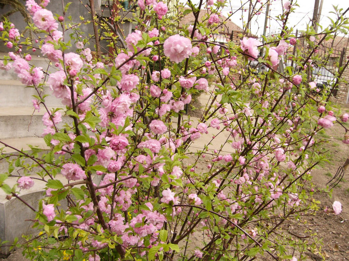 Prunus triloba - Plante de gradina