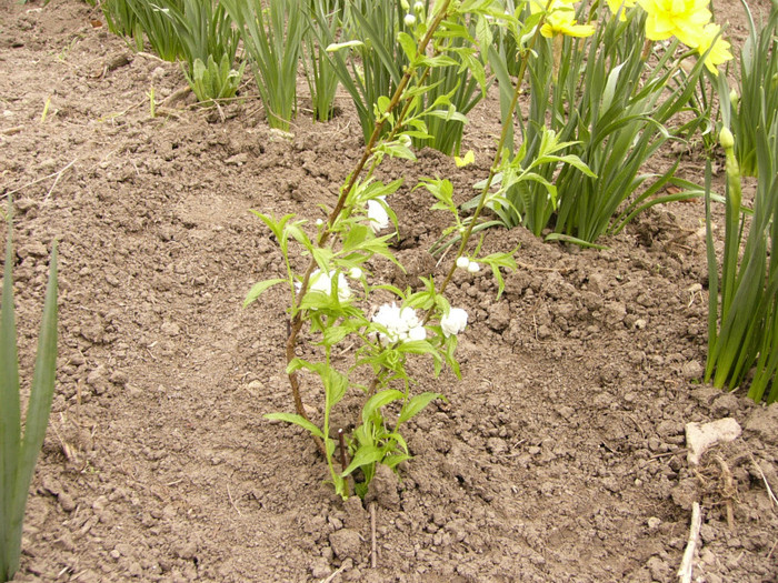 Prunus alba plena - Plante de gradina
