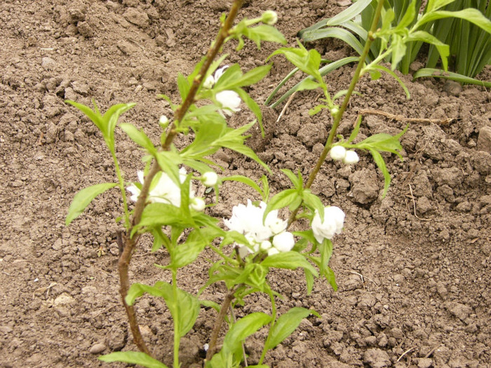 Prunus alba plena - Plante de gradina